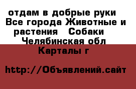 отдам в добрые руки - Все города Животные и растения » Собаки   . Челябинская обл.,Карталы г.